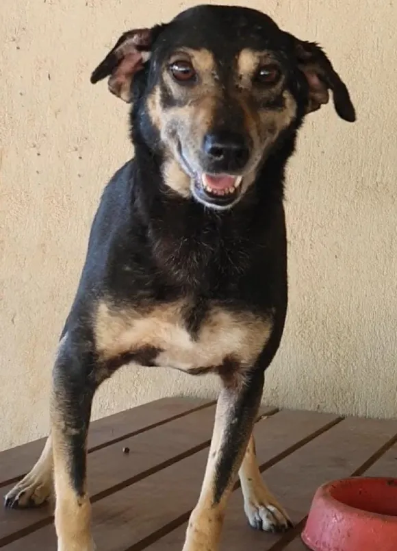 animais para adoção