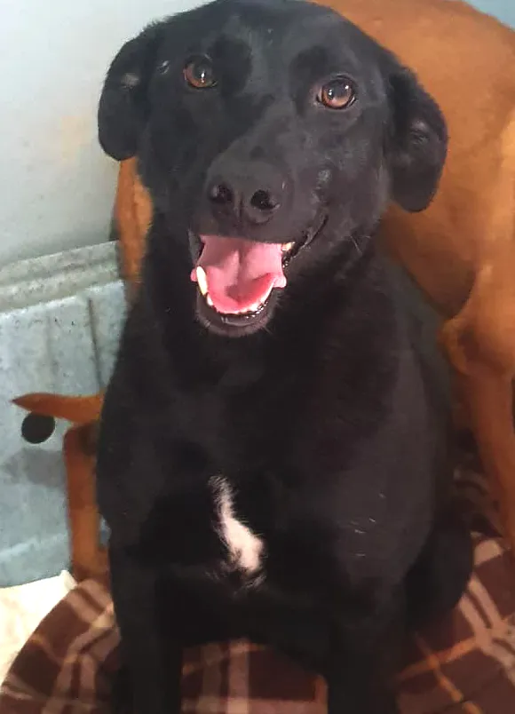 animais para adoção