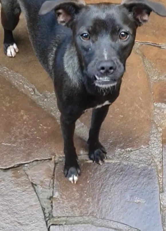 animais para adoção