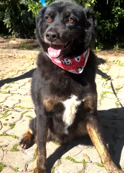 animais para adoção