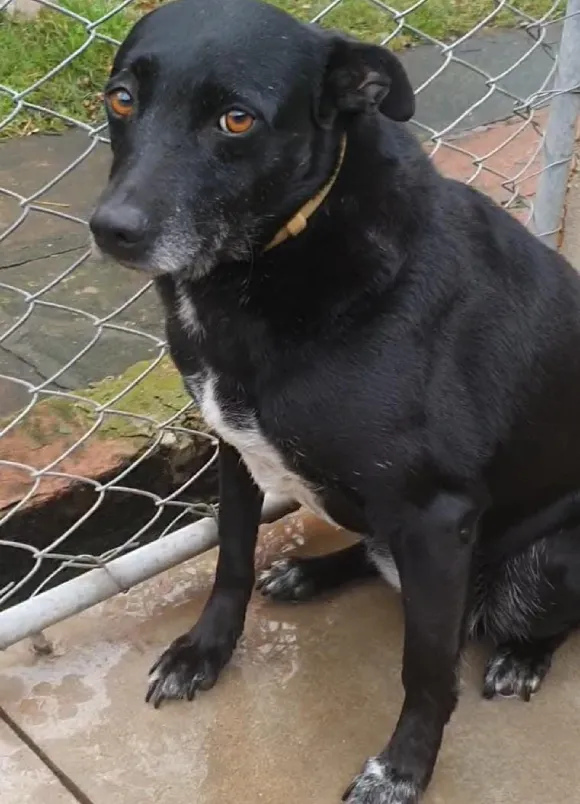 animais para adoção