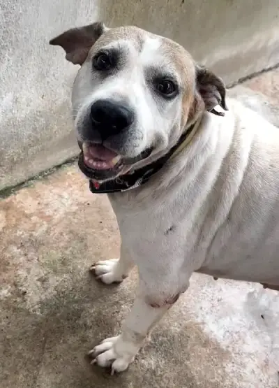 animais para adoção