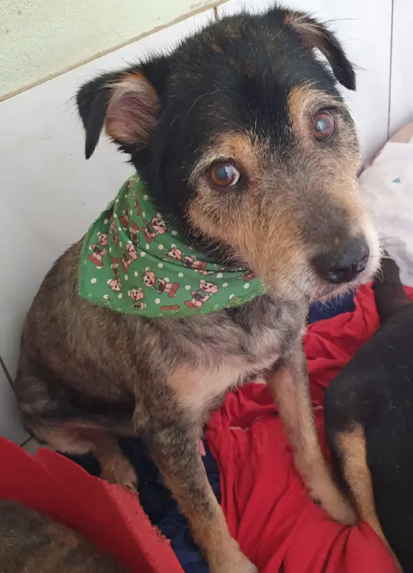 animais para adoção