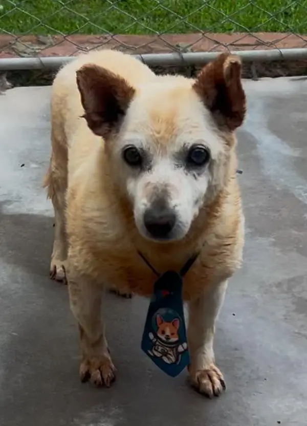 animais para adoção