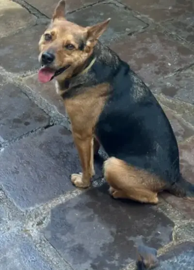 animais para adoção