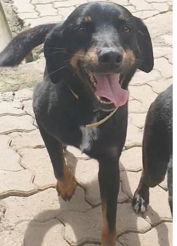 animais para adoção