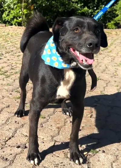 animais para adoção