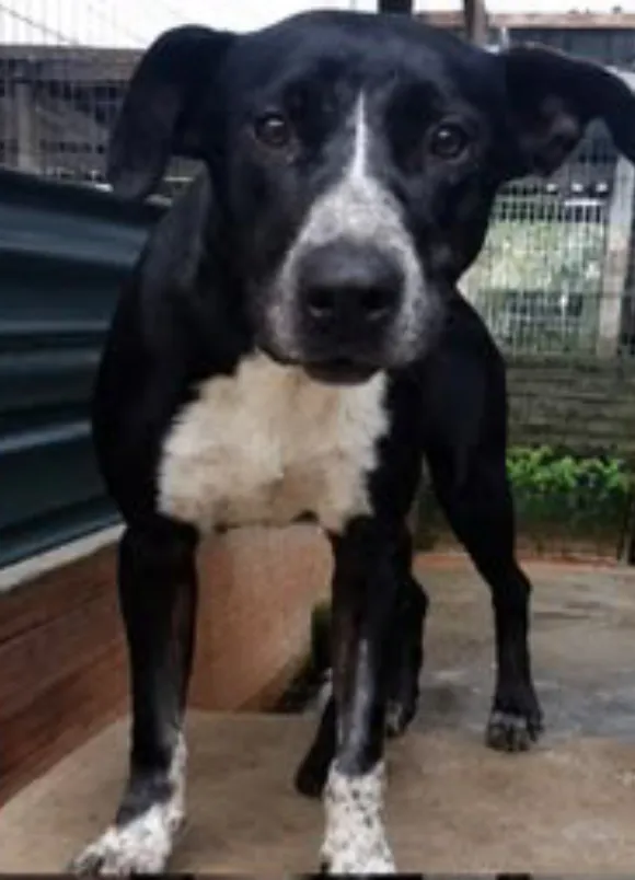 animais para adoção