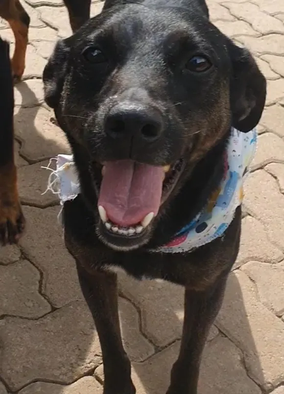 animais para adoção