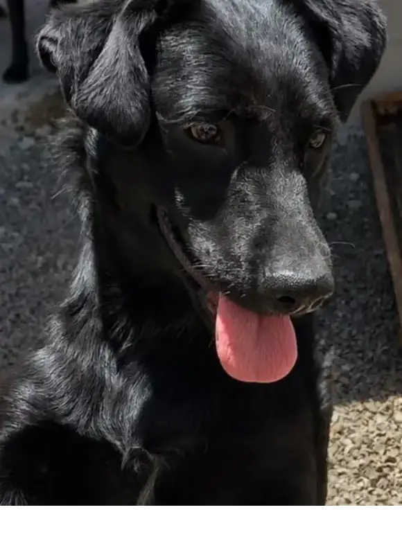 animais para adoção