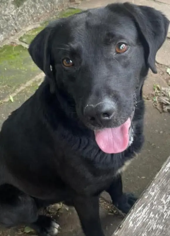 animais para adoção