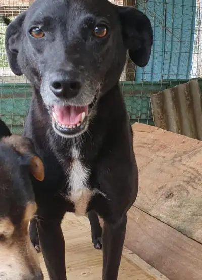 animais para adoção