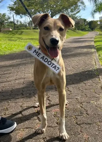 animais para adoção