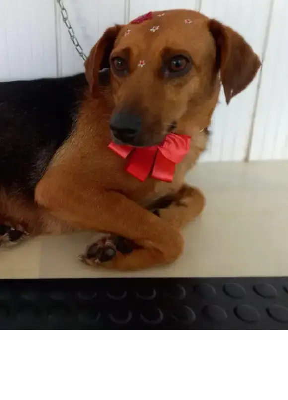 animais para adoção