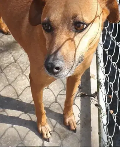 animais para adoção