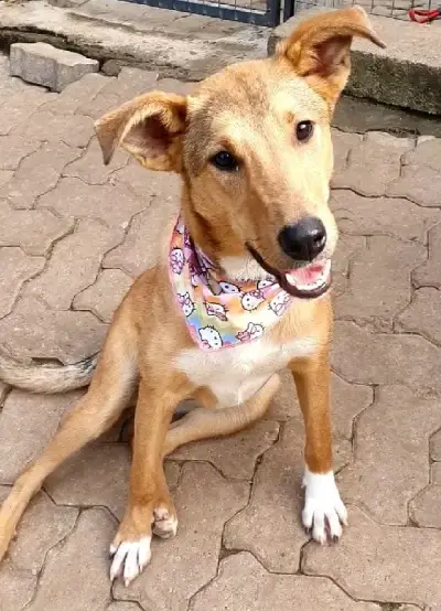 animais para adoção