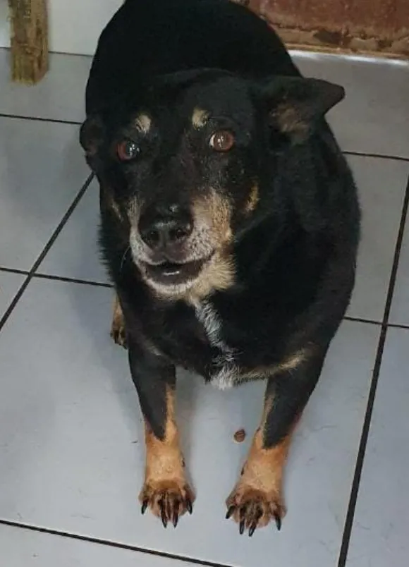 animais para adoção