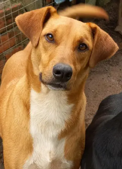 animais para adoção