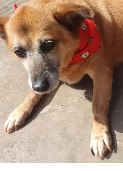 animais para adoção