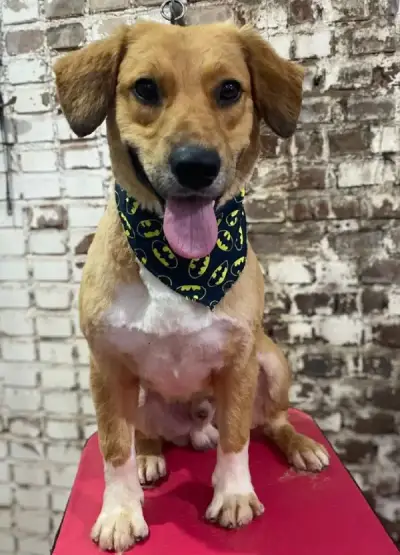 animais para adoção