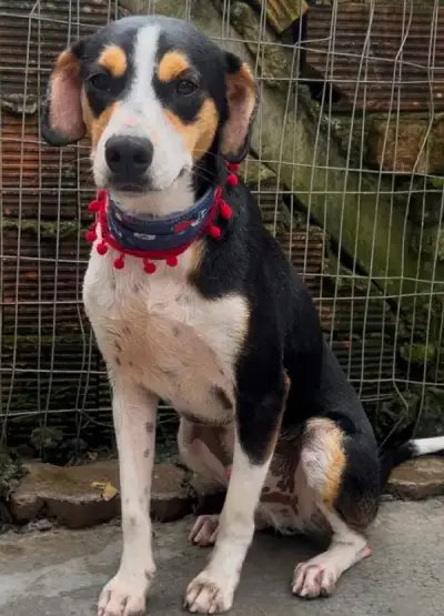 animais para adoção