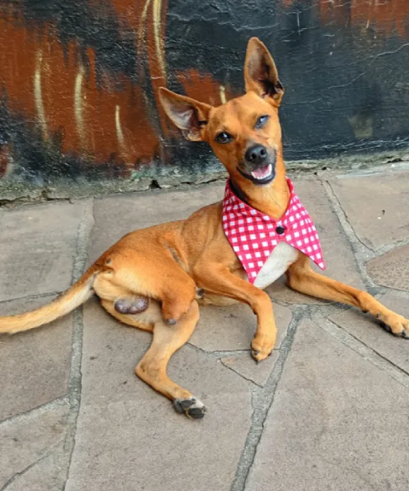 animais para adoção