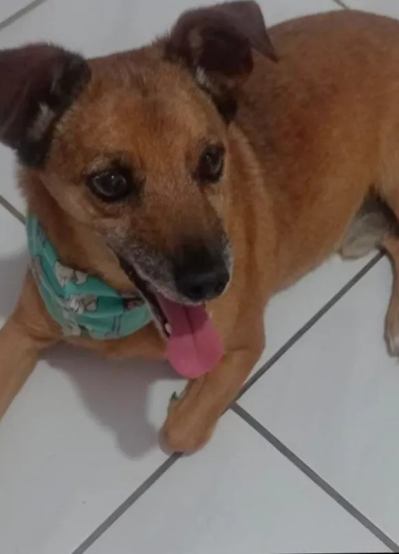 animais para adoção
