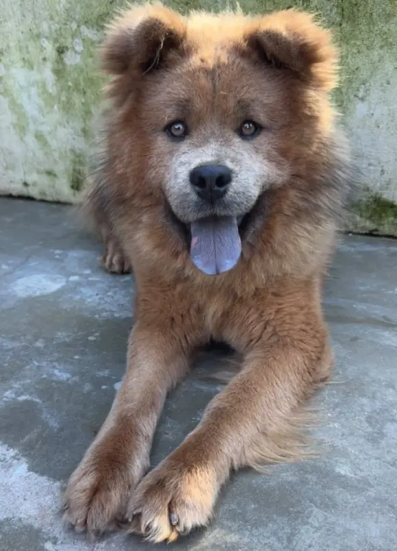 animais para adoção