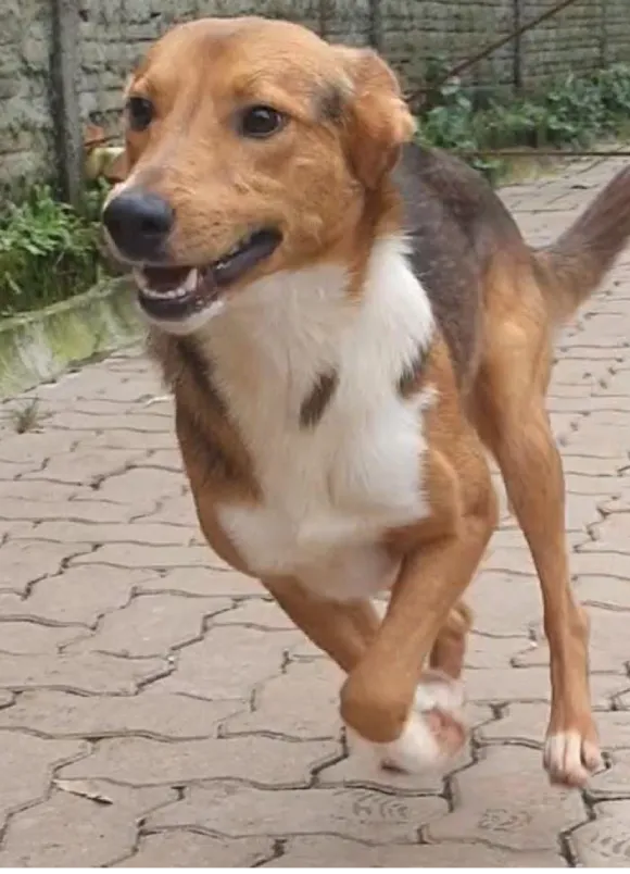 animais para adoção