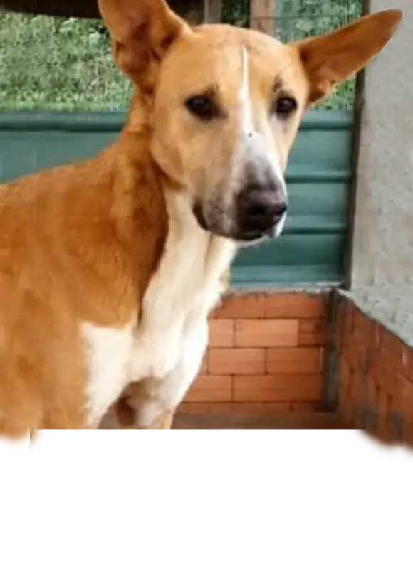 animais para adoção